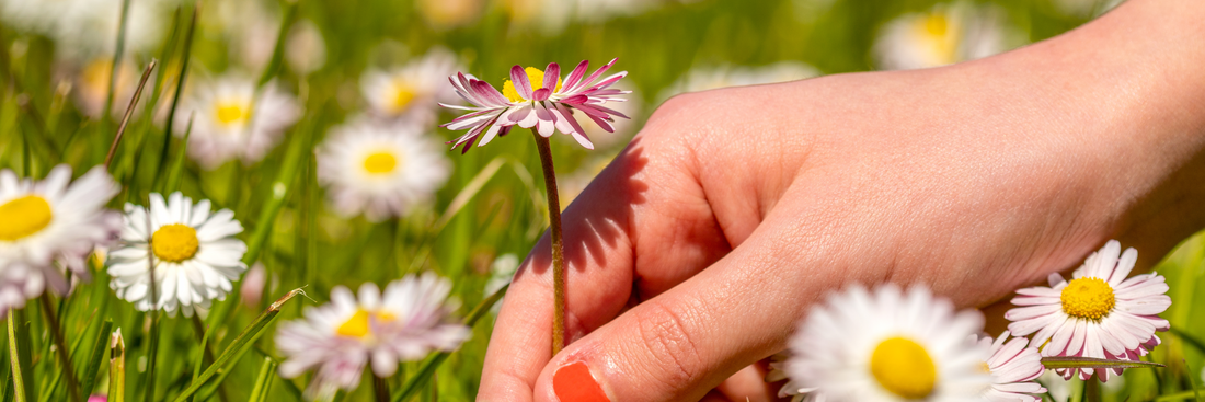Spend the Day Picking Wildflowers in Ontario