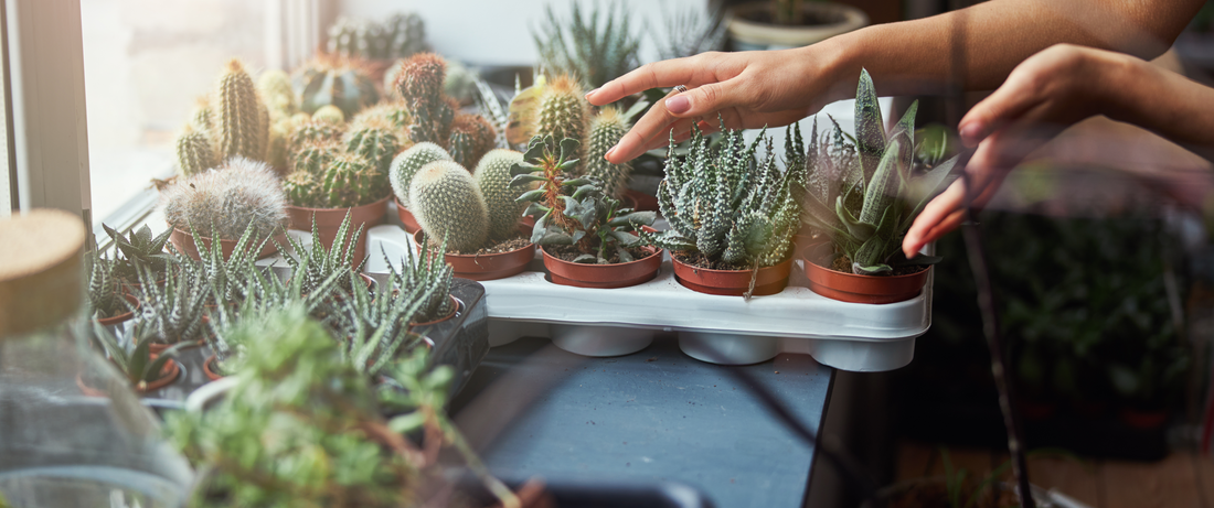 Green and Meaningful: The Benefits of Sustainable Event Favors