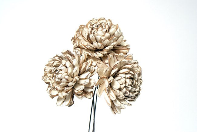 Sola Chrysanthemum