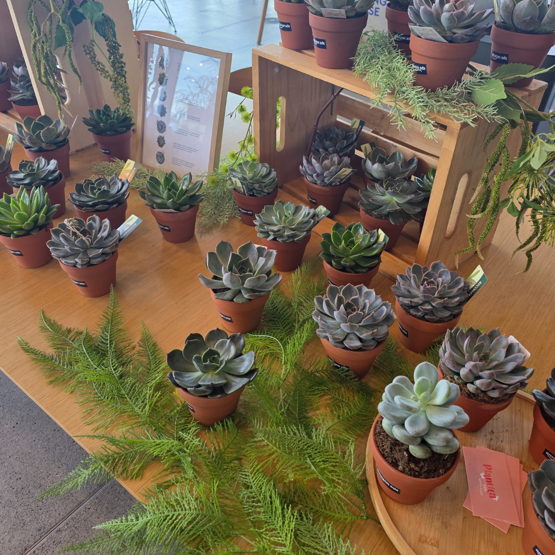 Succulent Bar
