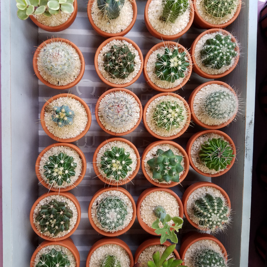 Mini Cacti Event Favors