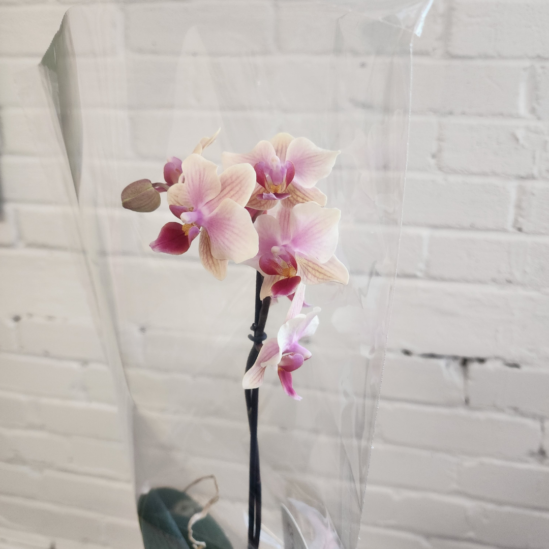 Orchids in Ceramic Pot