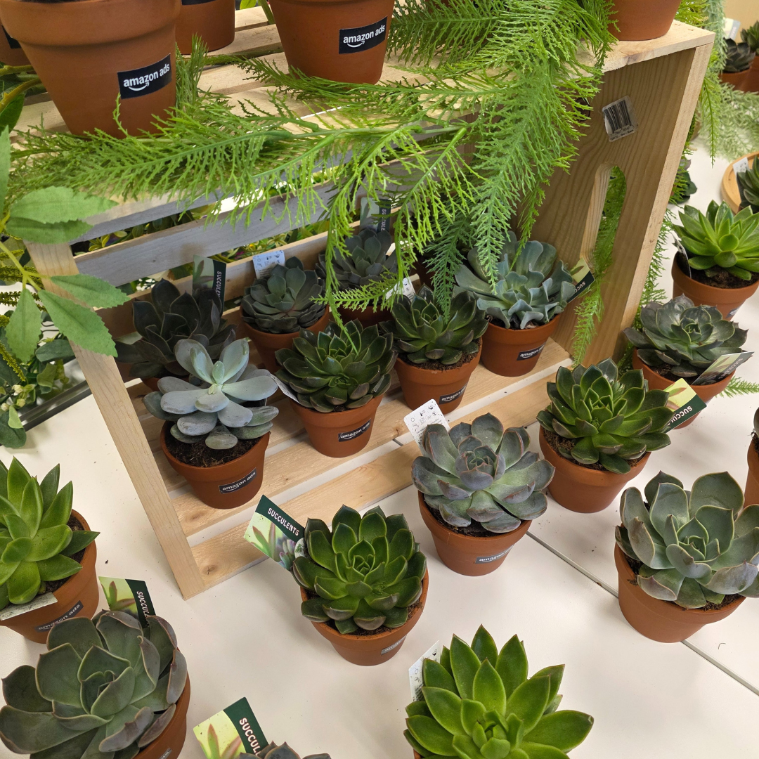 succulent potting bar Succulent Bar – Plantita & Co. Bloom Bar & Studio
