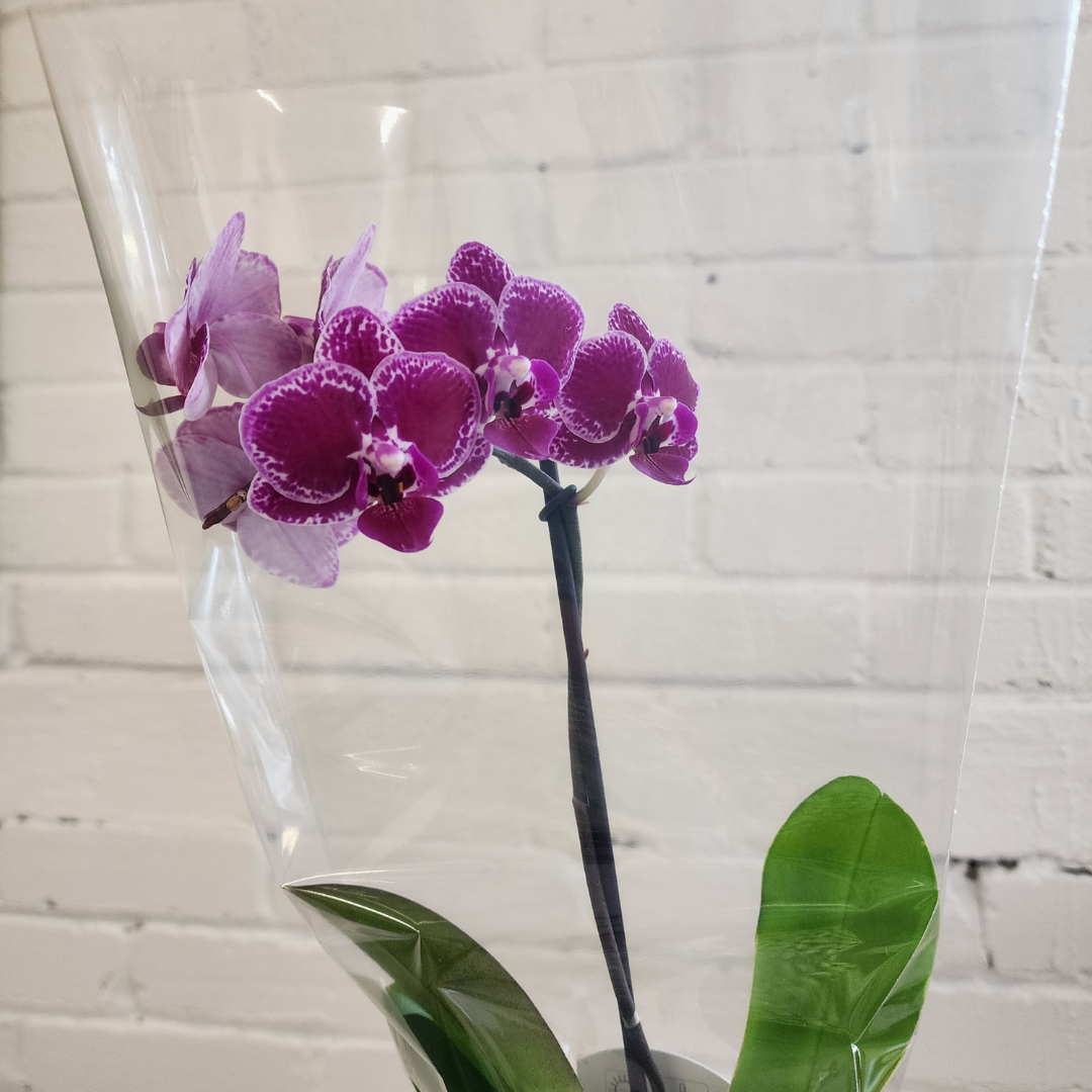 Orchids in Ceramic Pot