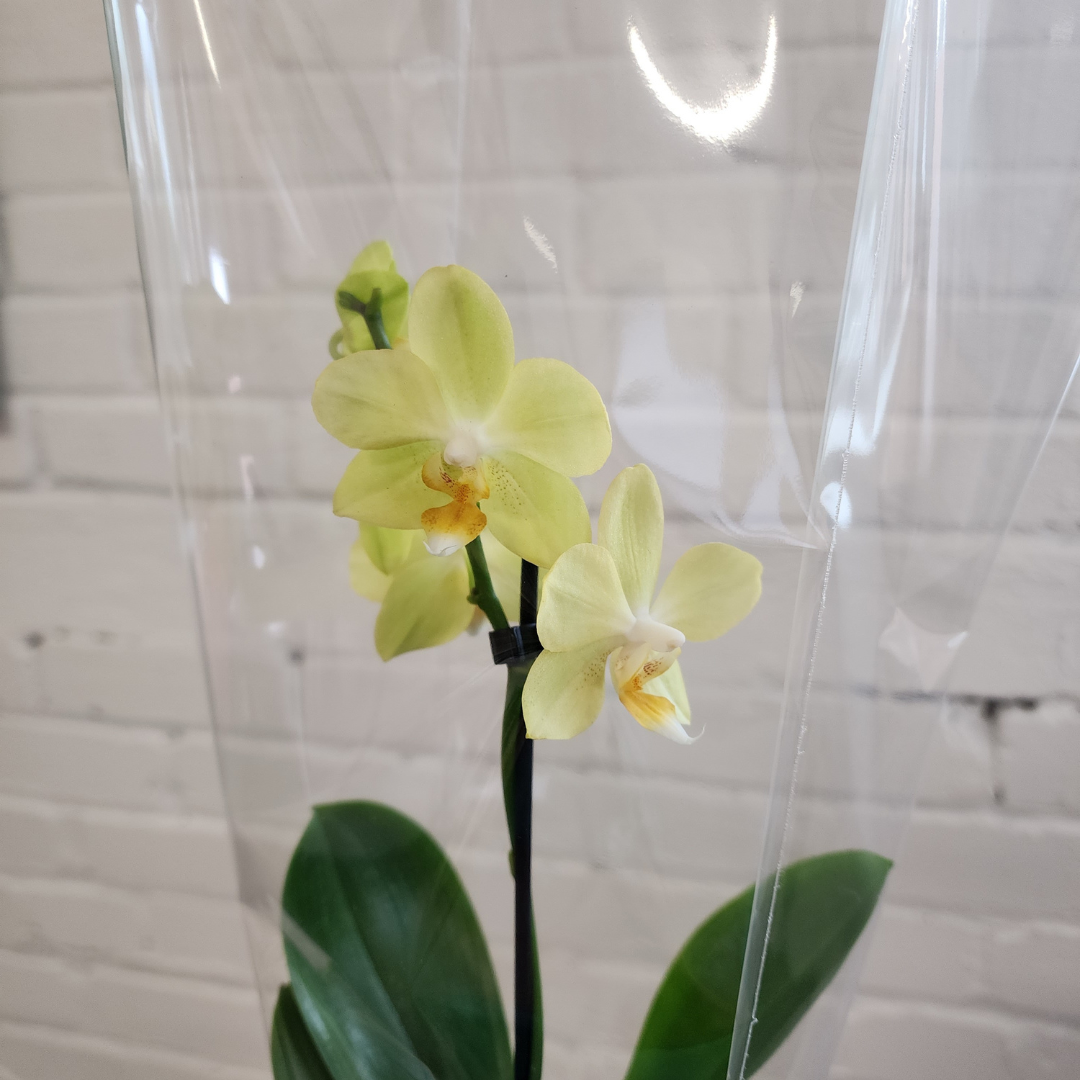 Orchids in Ceramic Pot