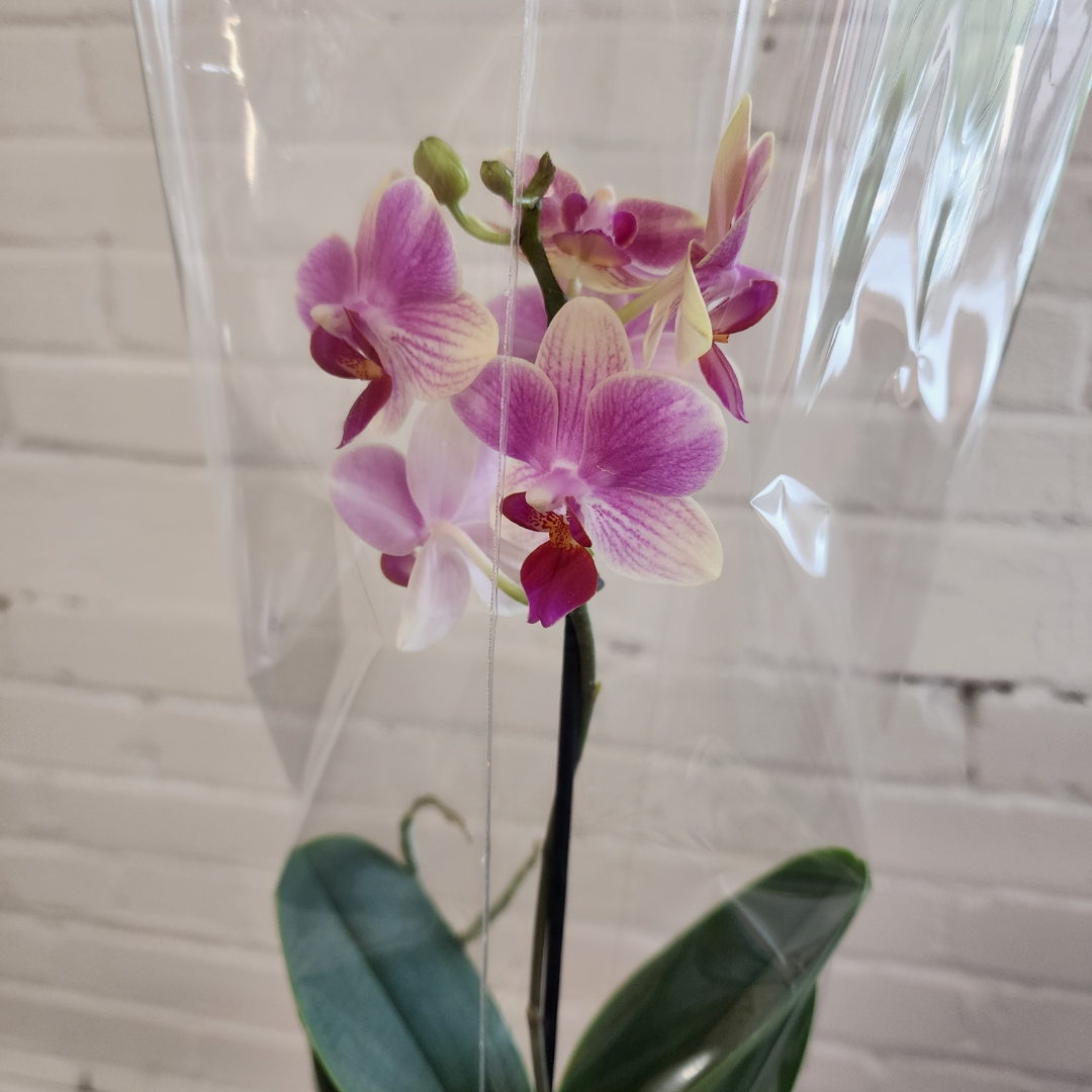 Orchids in Ceramic Pot