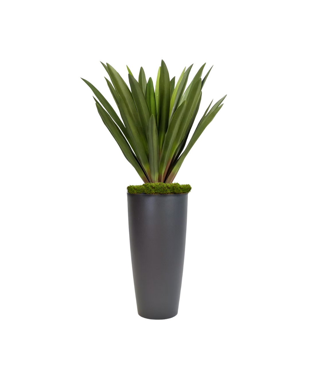 4.5' Amaryllis Plant in Black Planter