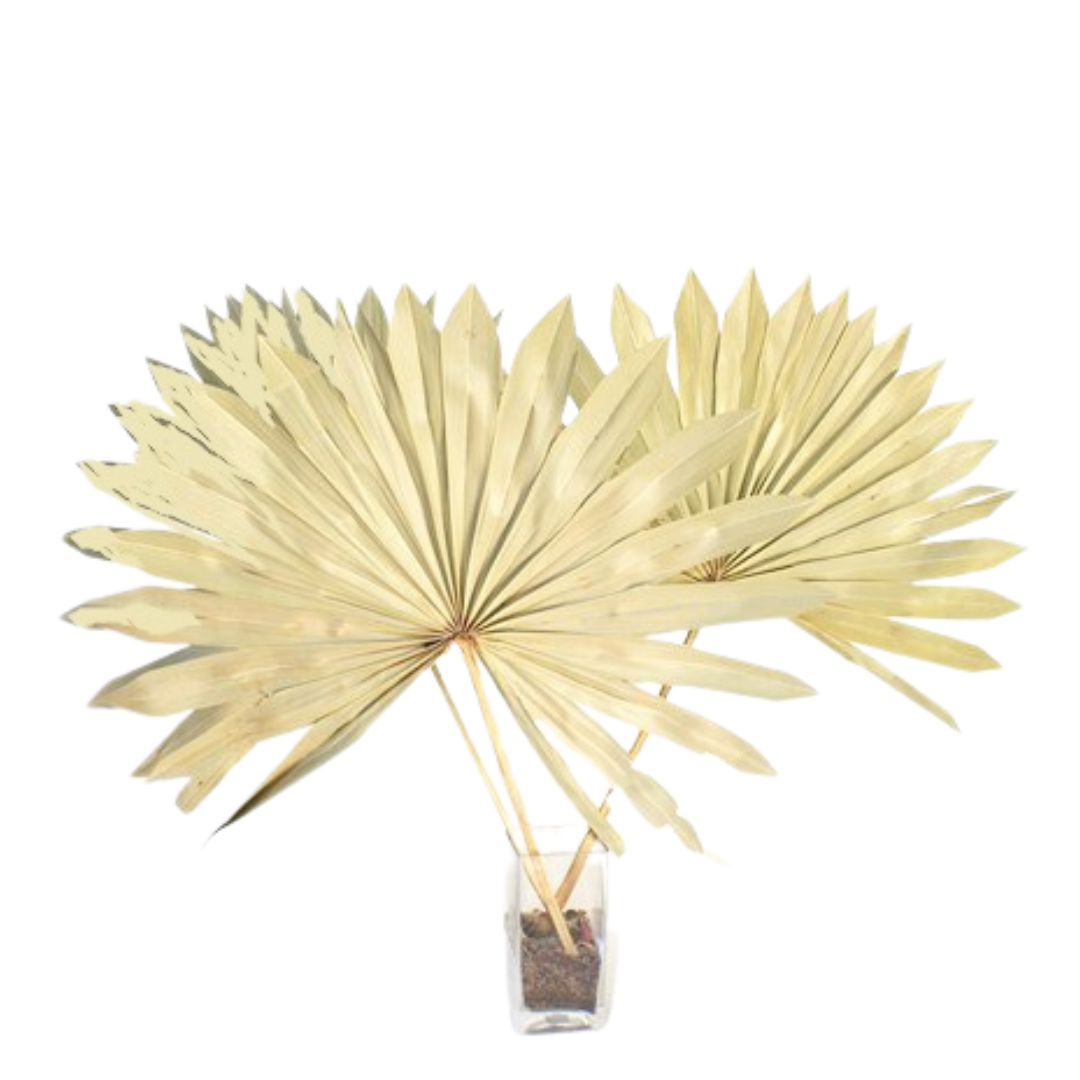 King Palm Sun