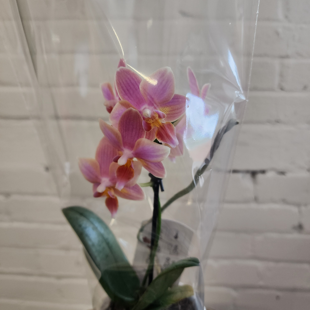 Orchids in Ceramic Pot