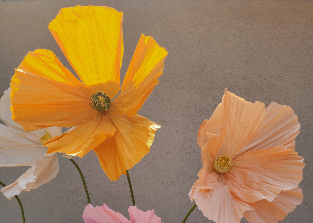 Life Size Flowers - Colourful Poppy!