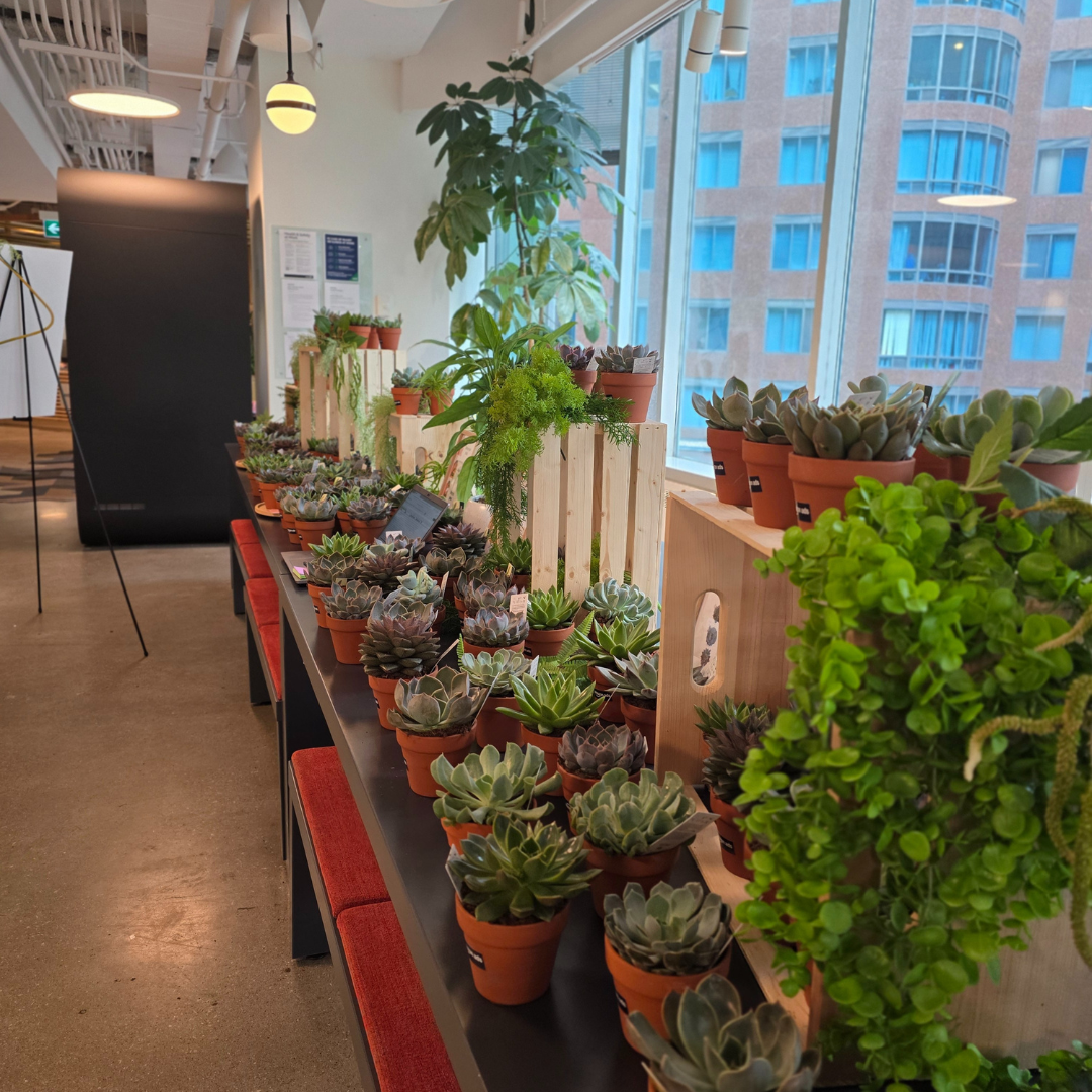 Succulent Bar