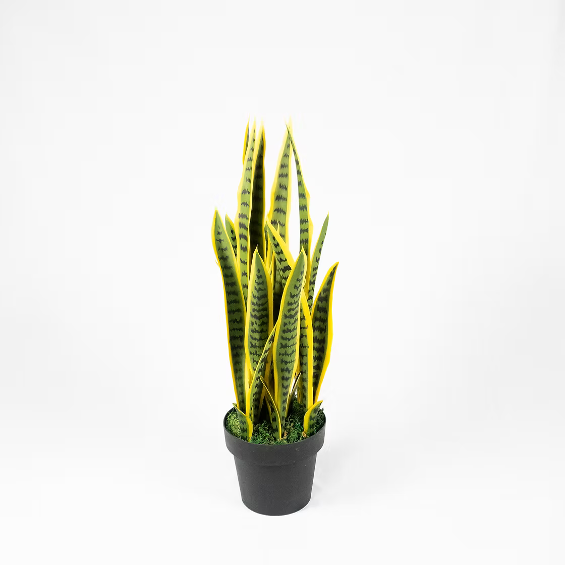 Snake Plant Sansevieria (Faux)