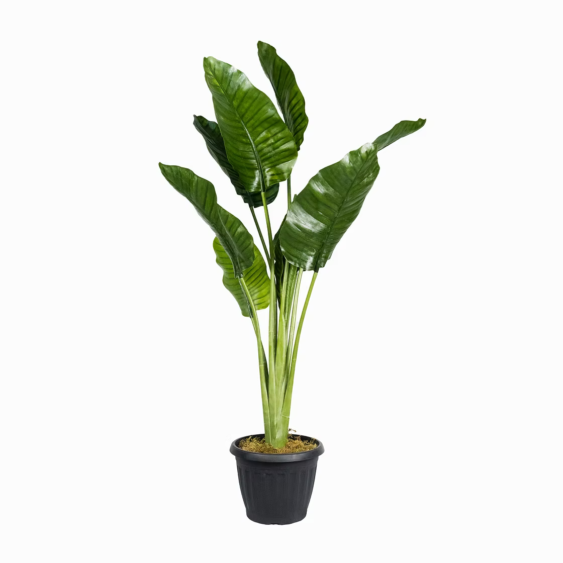 Traveller's Palm (Faux)