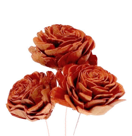 Sola Roses Large