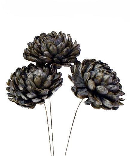 Sola Chrysanthemum