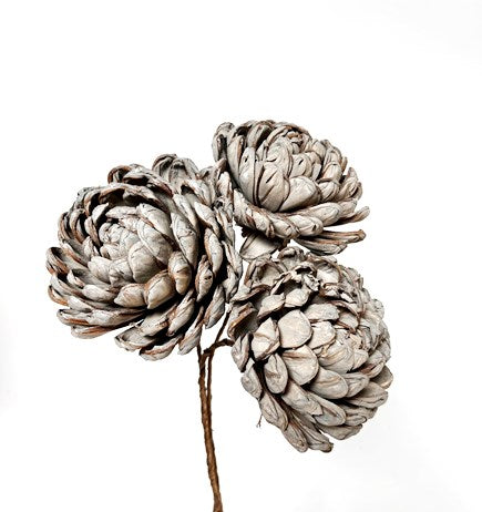 Sola Chrysanthemum