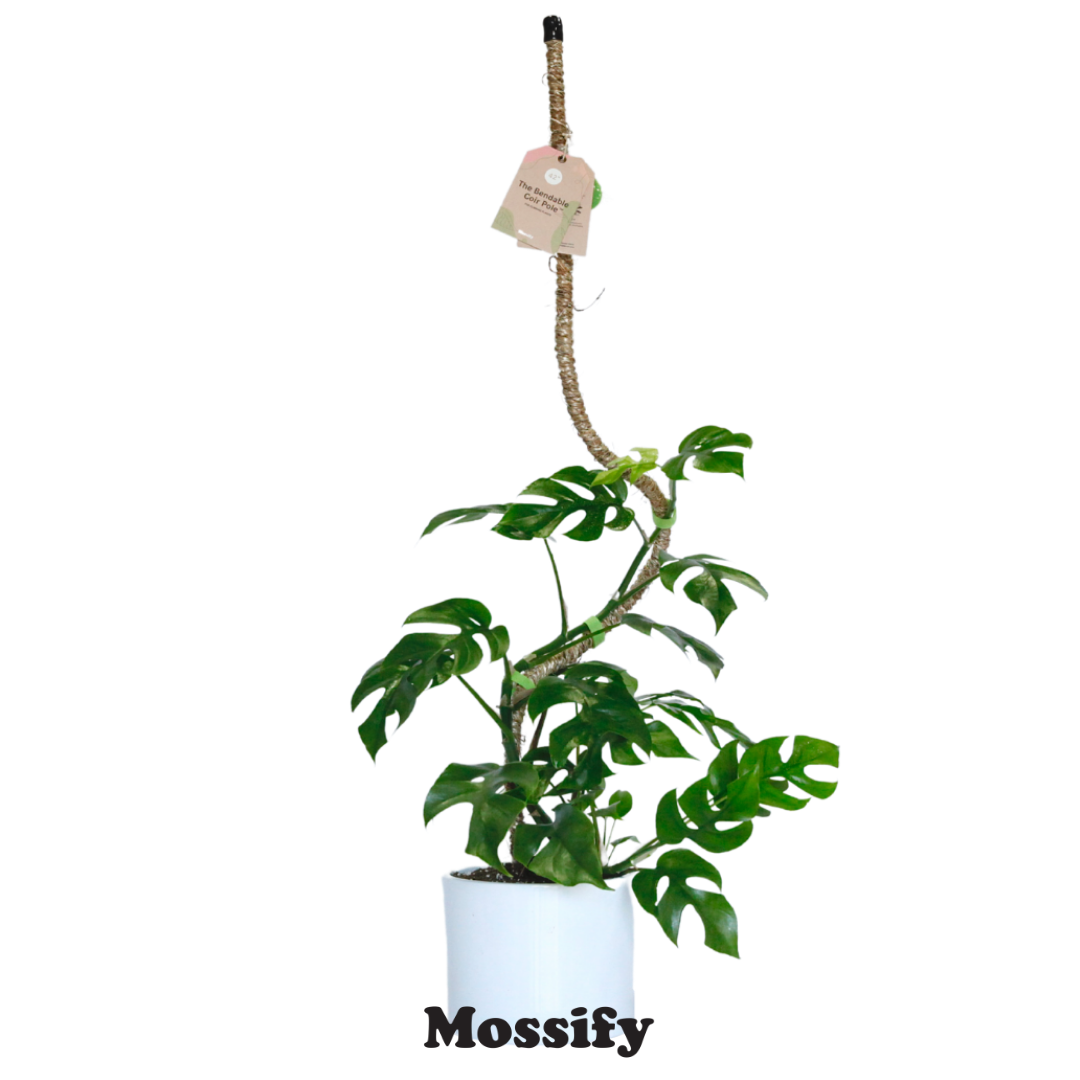 The Original Bendable Coir Pole⢠- Best Seller (Tape Included)