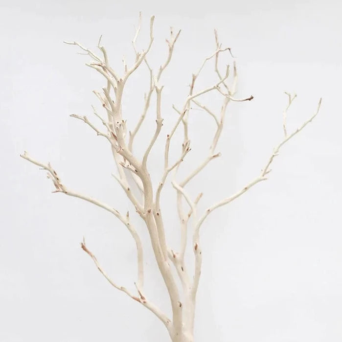 Manzanita Branch