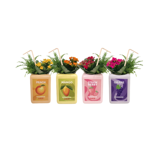 Juice Bar - Juice Box Florals