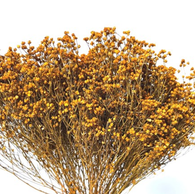 Brooms Bloom - Fall Colours