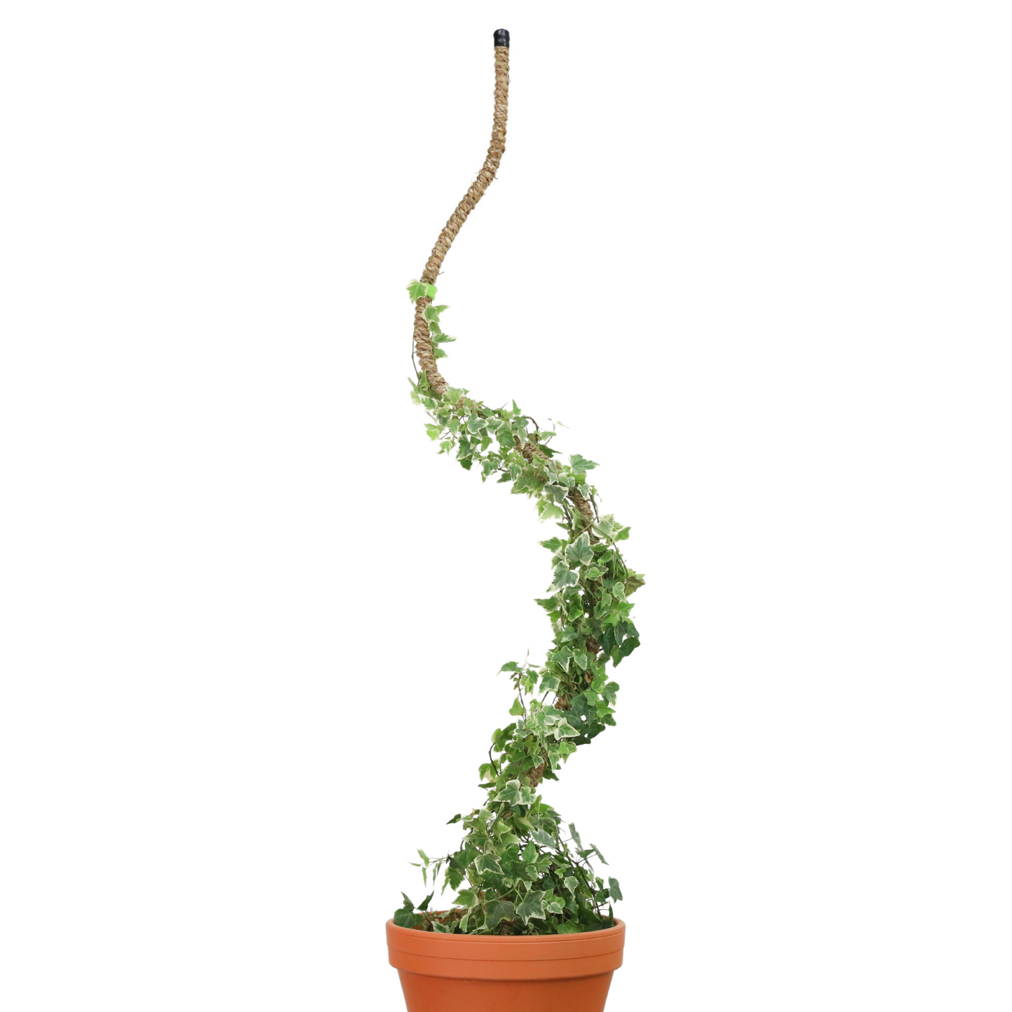 The Original Bendable Coir Pole⢠- Best Seller (Tape Included)