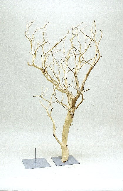 Manzanita Branch