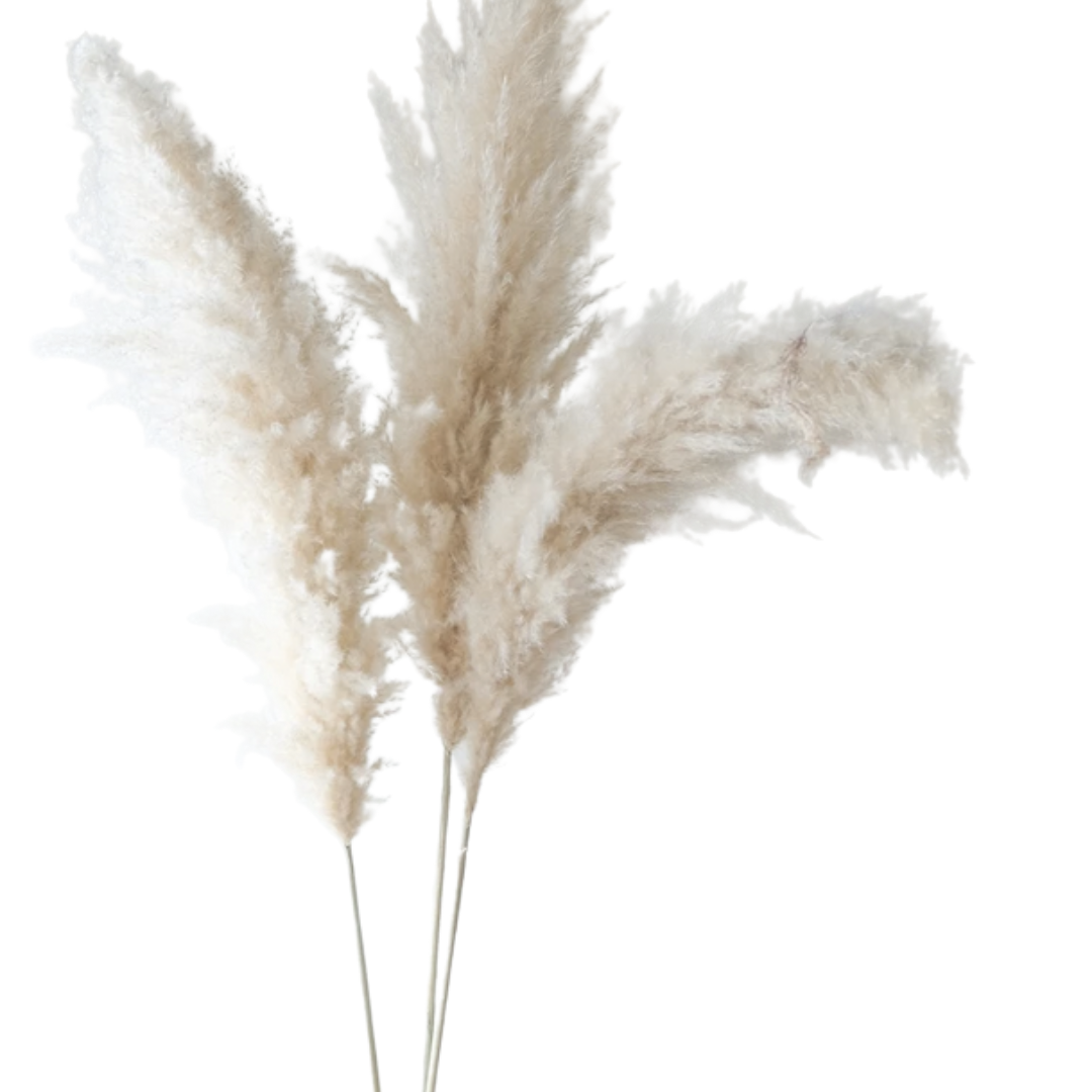 Pampas Grass White -  3 Stems