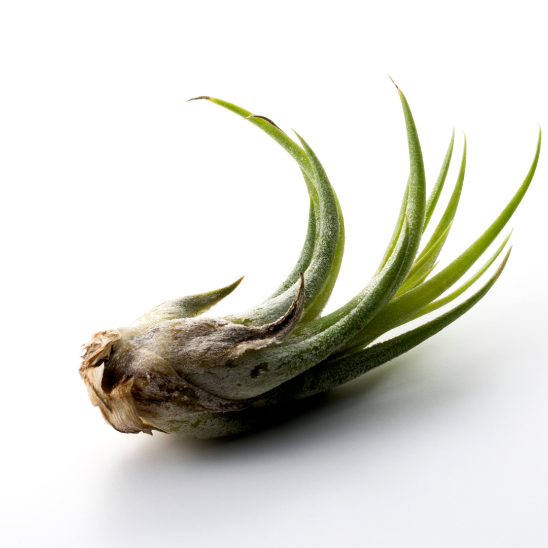 Ionantha Airplant