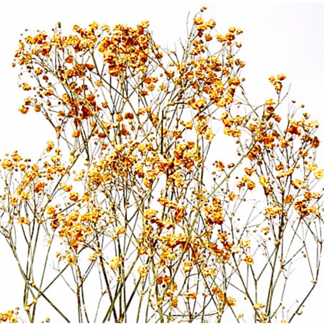 Dried Baby's Breath Bunch