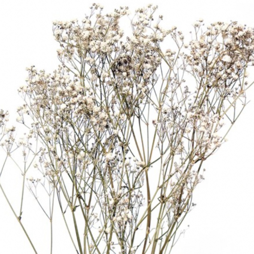 Dried Baby's Breath Bunch