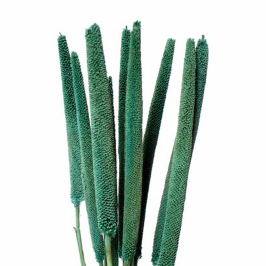 Babala Dried