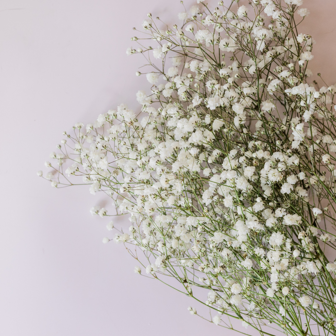 Dried Baby's Breath Bunch