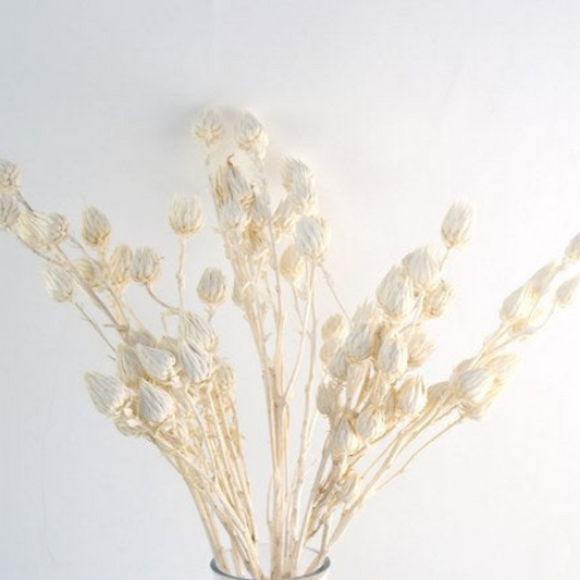 Berkheya Dried Flower Bunch