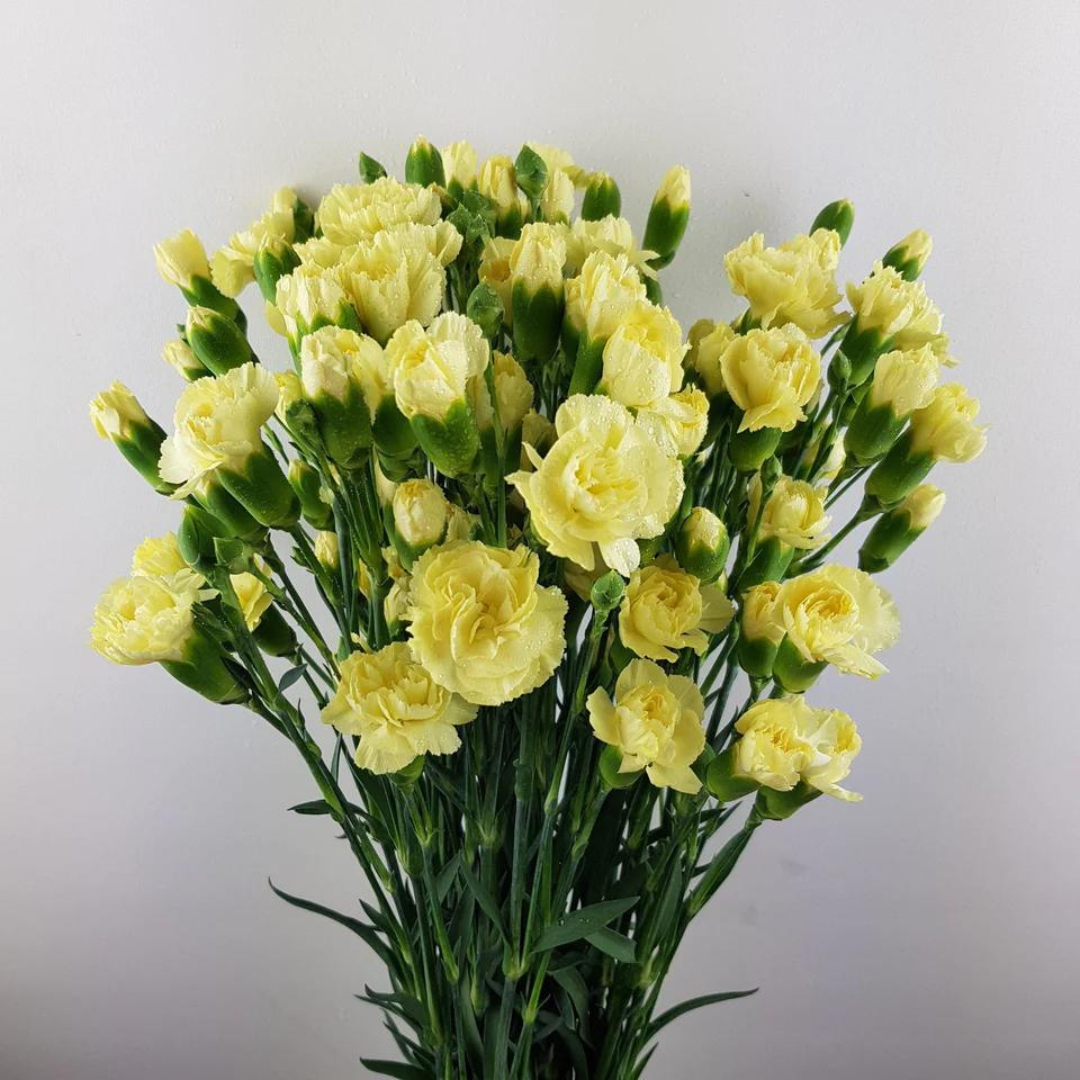 Spray Carnations Yellow