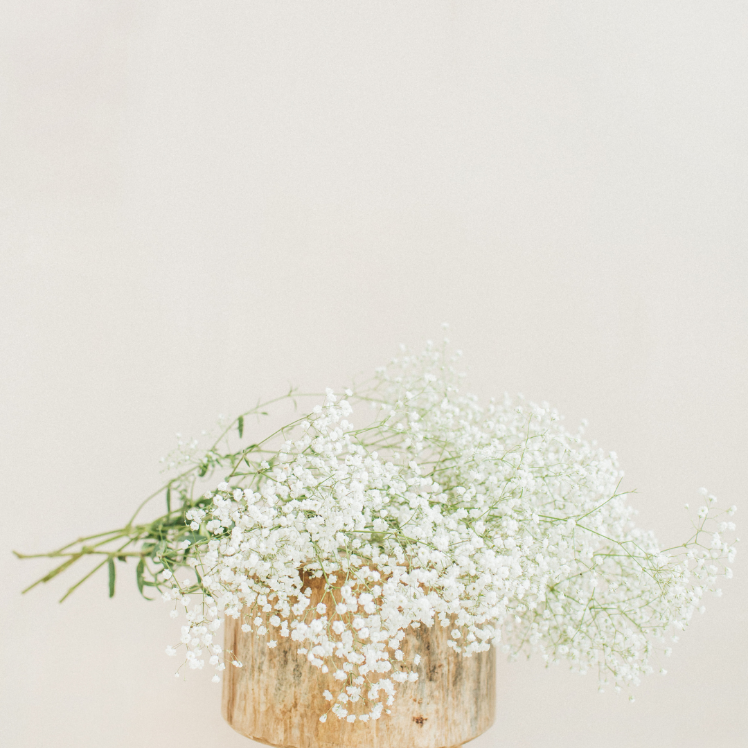Dried Baby's Breath Bunch