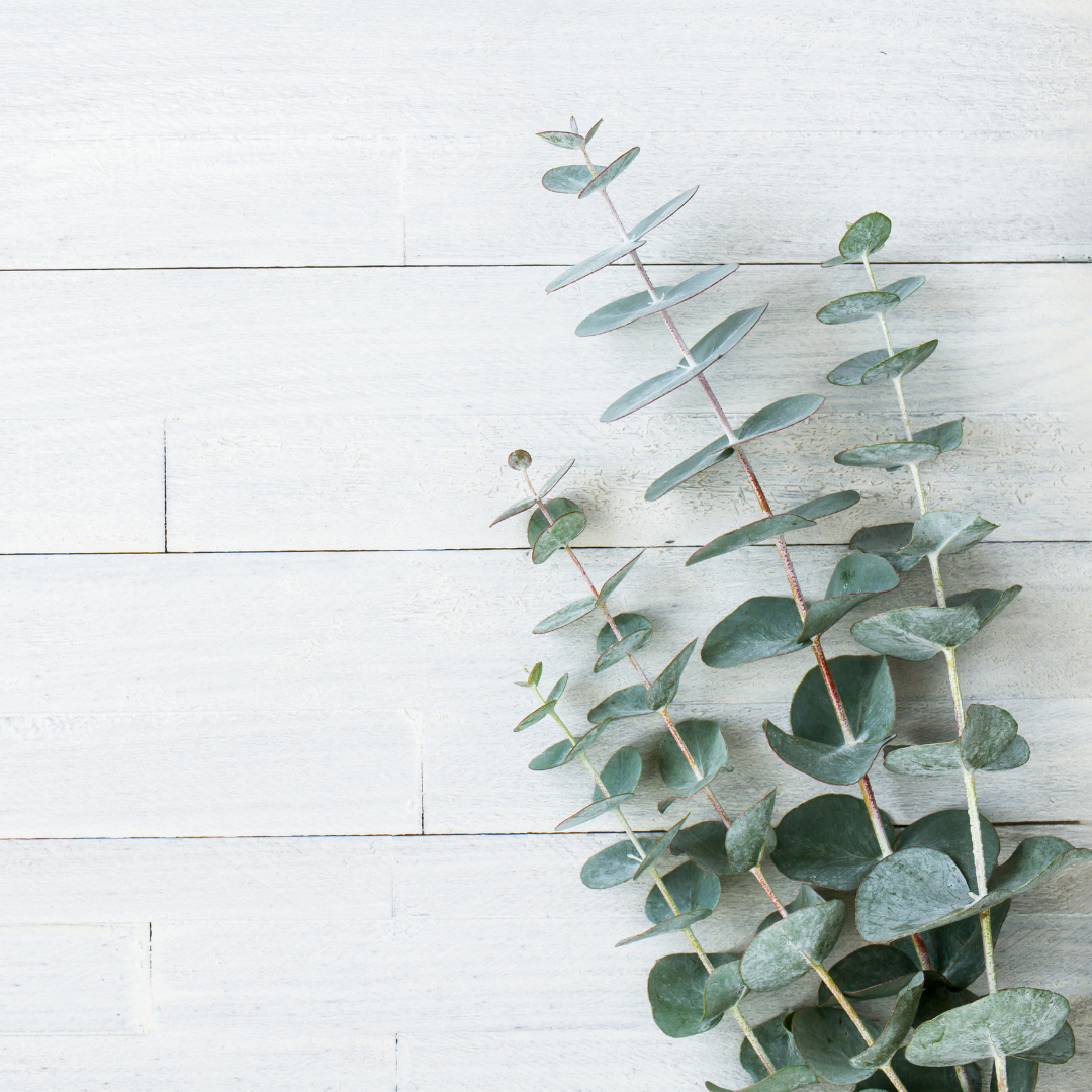 Shower Eucalyptus - 5 Stem