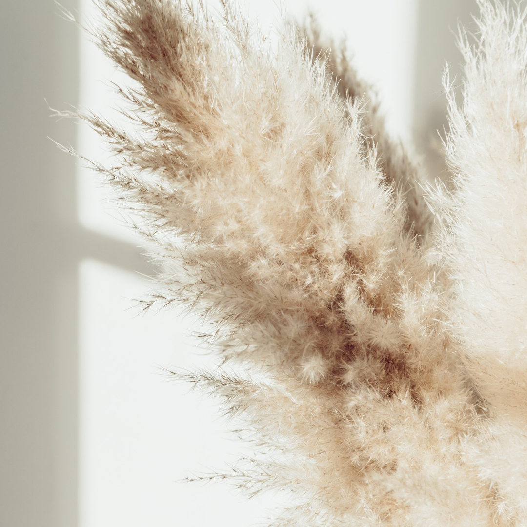 Pampas Grass Cream - 3 Stems