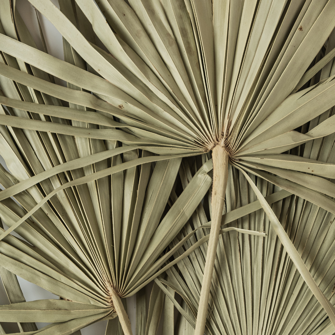 Large Palms