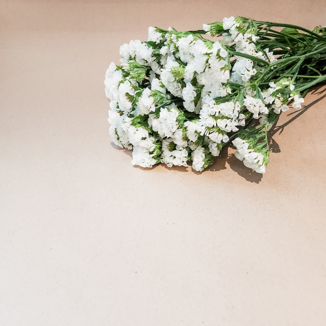 Statice Flower White