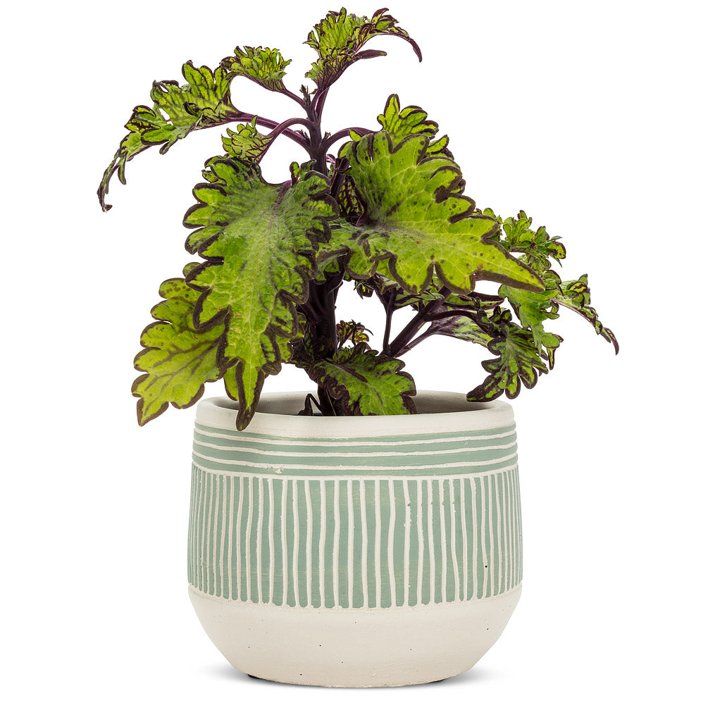 5" Green Etched Planter