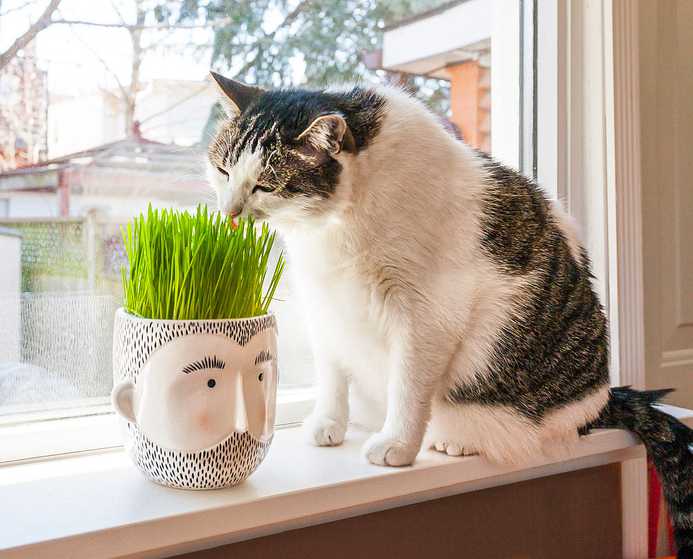 The Jona Planter