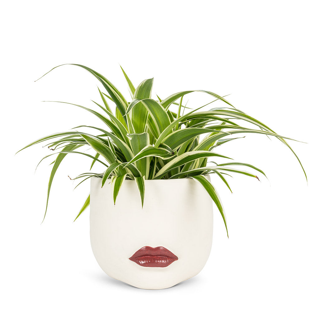 The Suzana Planter L