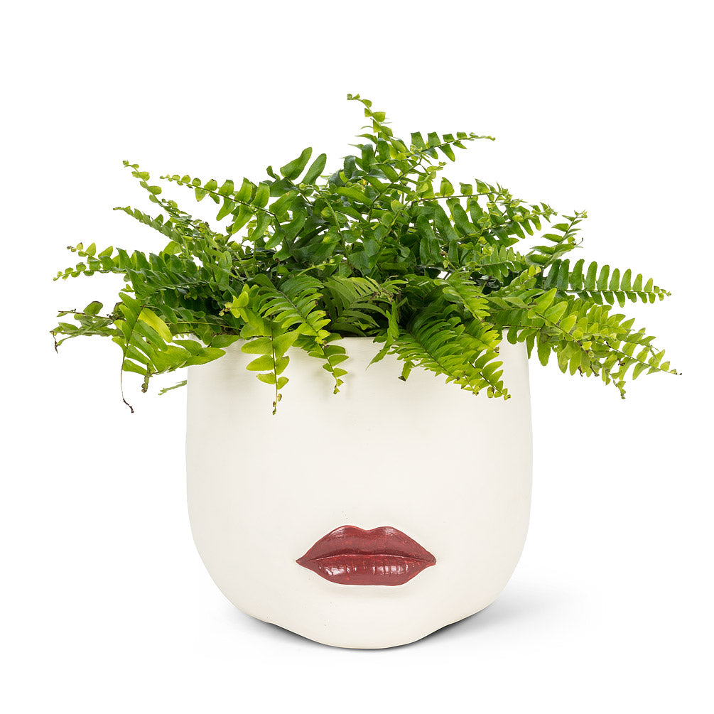 The Suzana Planter L