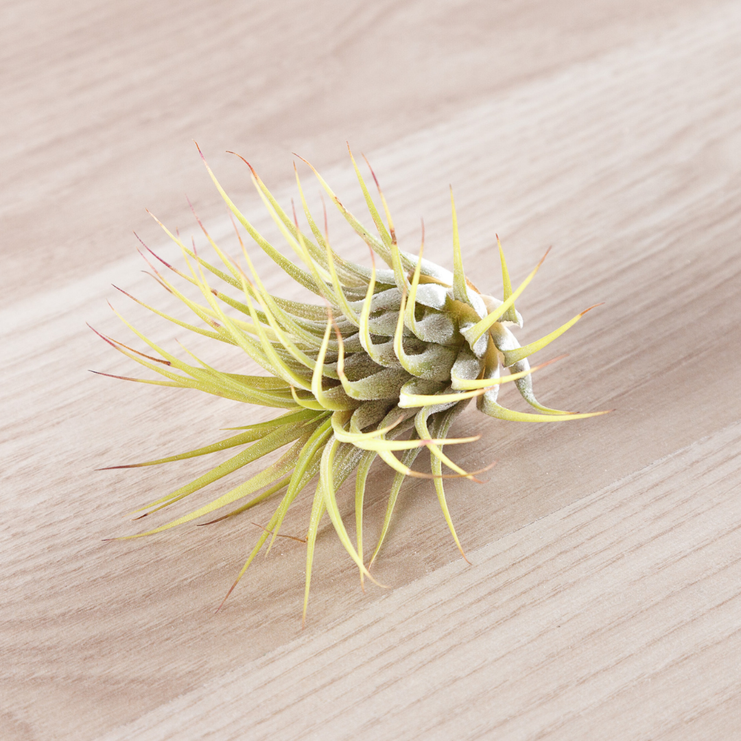 Tillandsia Ionantha Air Plant