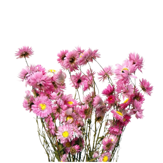 Acroclinium Daisy