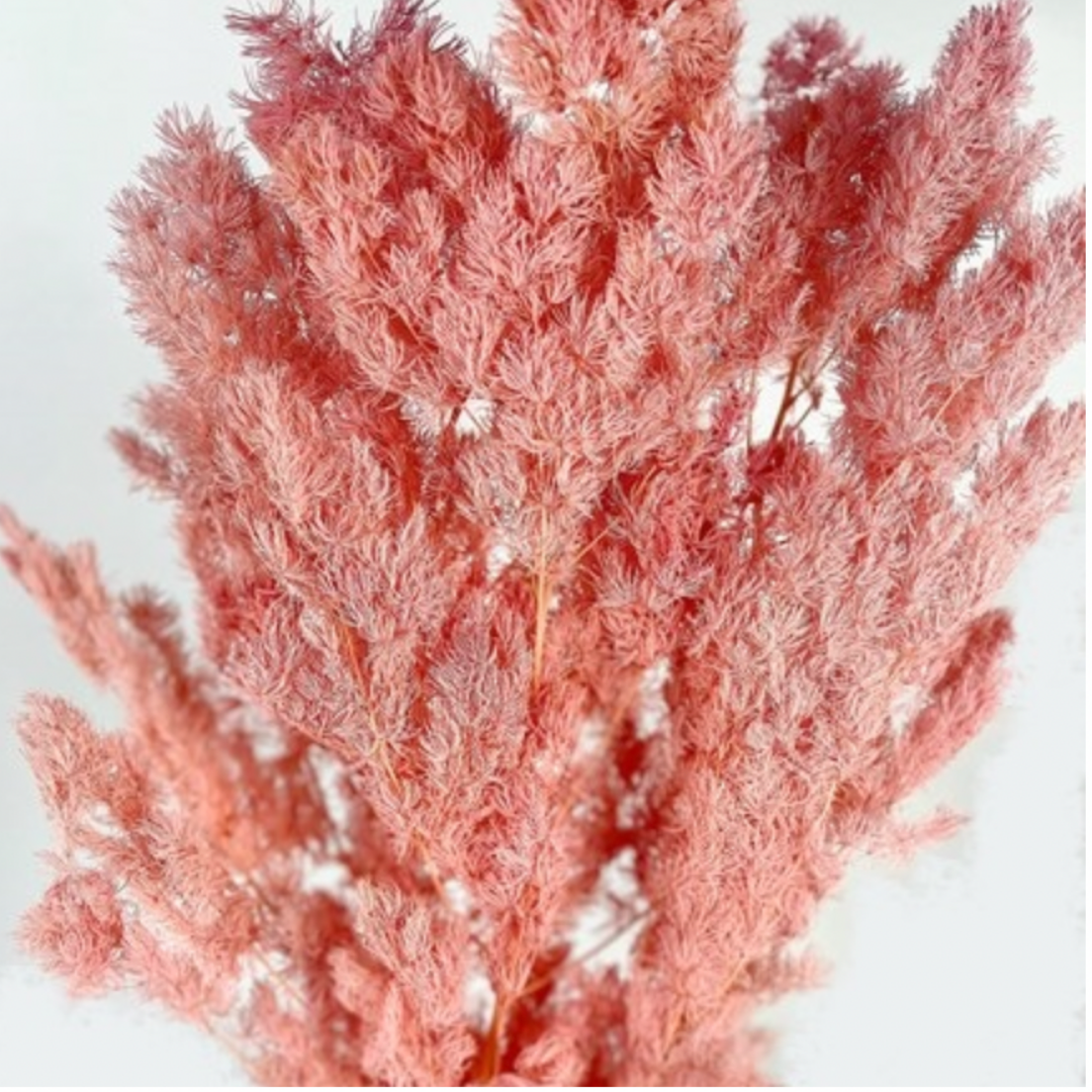 Ming Fern Preserved
