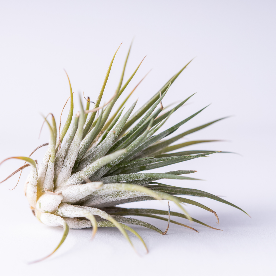 Tillandsia Ionantha Air Plant