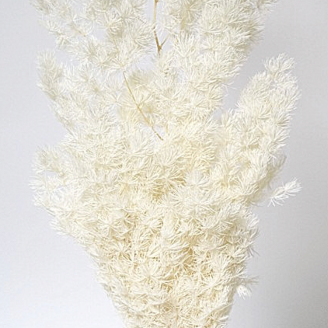 Ming Fern Preserved