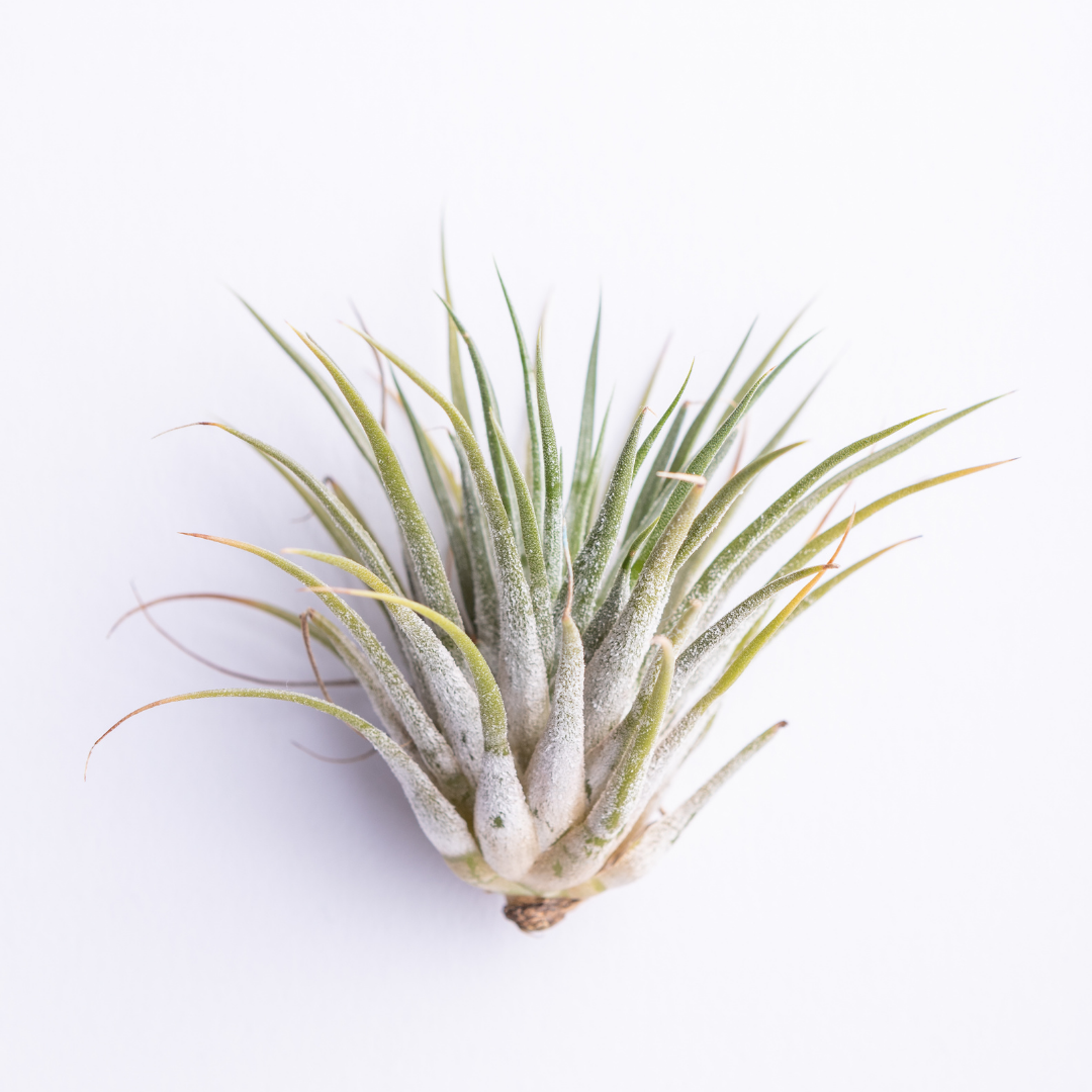 Tillandsia Ionantha Air Plant