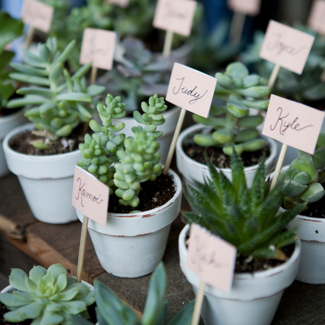 1.5 inch succulents 30 Assorted 1.5 Inch Colourful Assorted Succulents